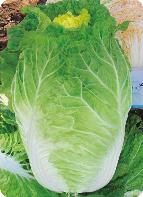 Spring Autumn Jiamei——Chinese Cabbage